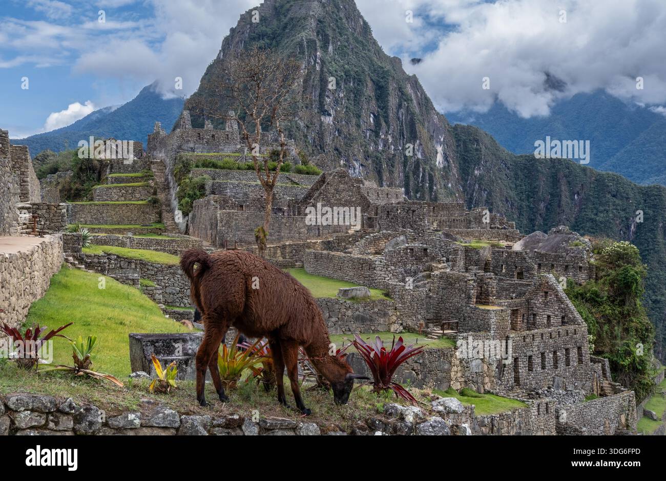 Lama at Machu Picchu Stock Photo