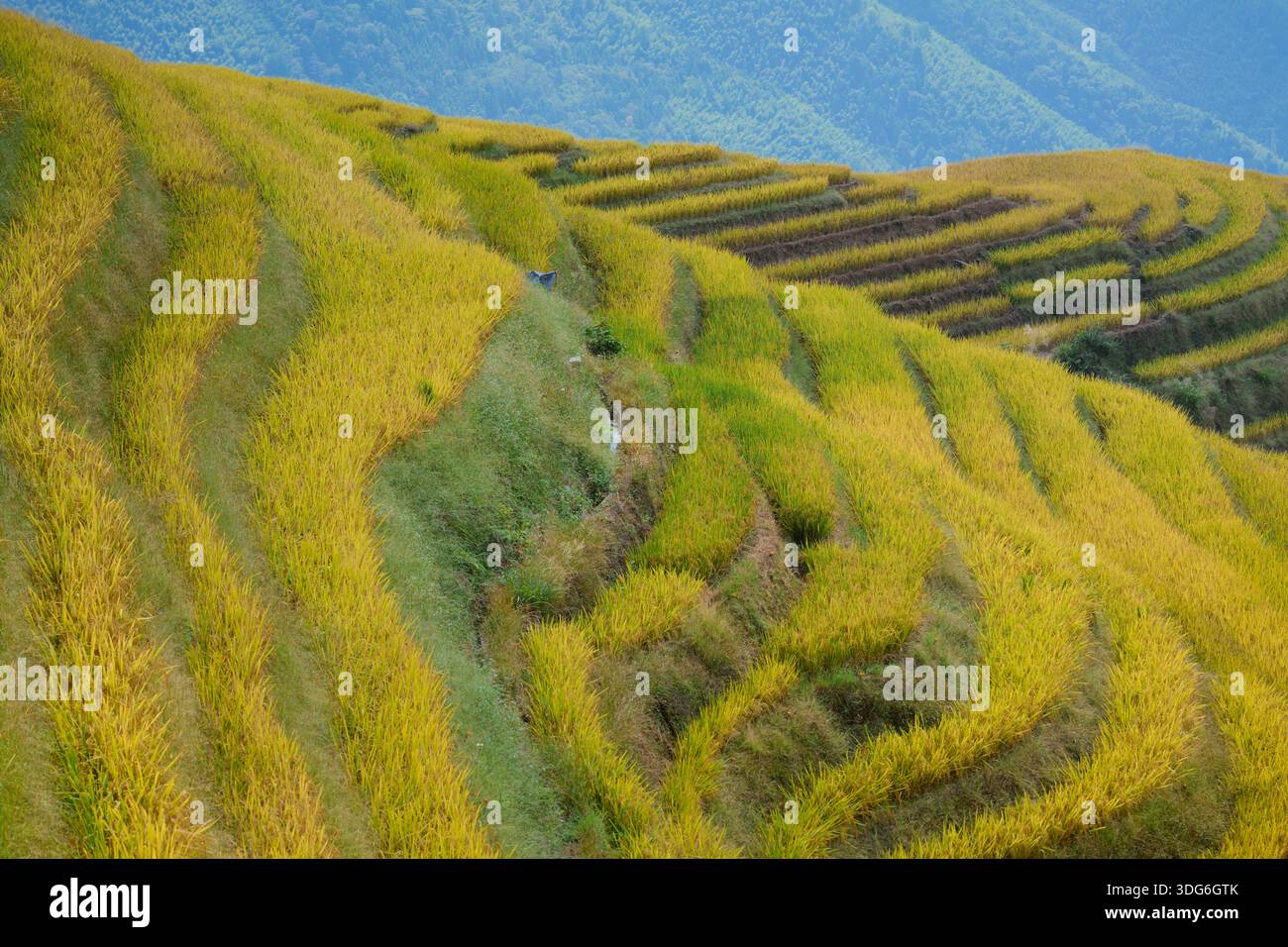 Golden terraced rice fields on a hillside with mountains in the ...