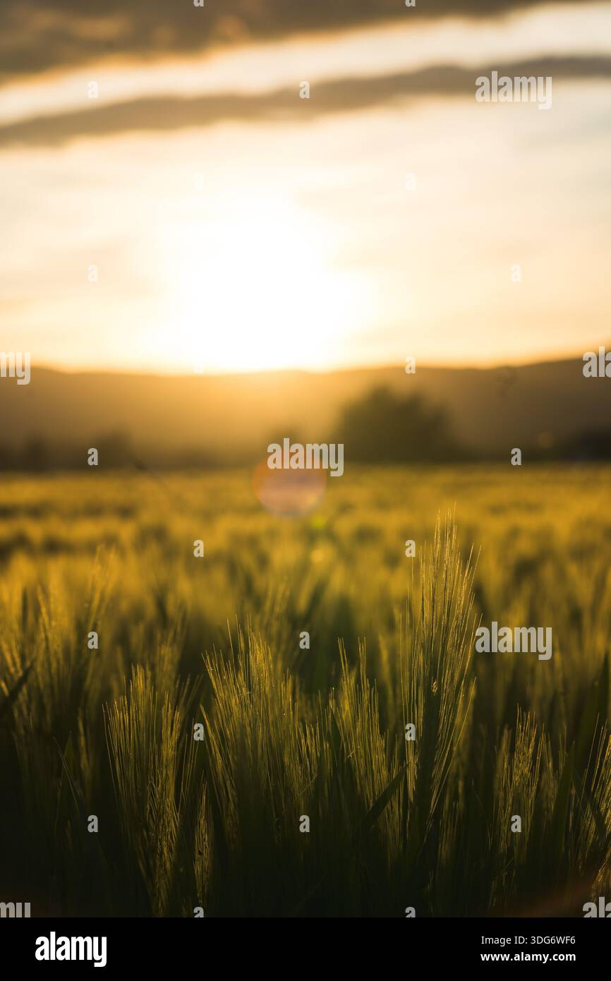 A vast wheat field glows warmly under a dramatic sunset sky, creating a ...