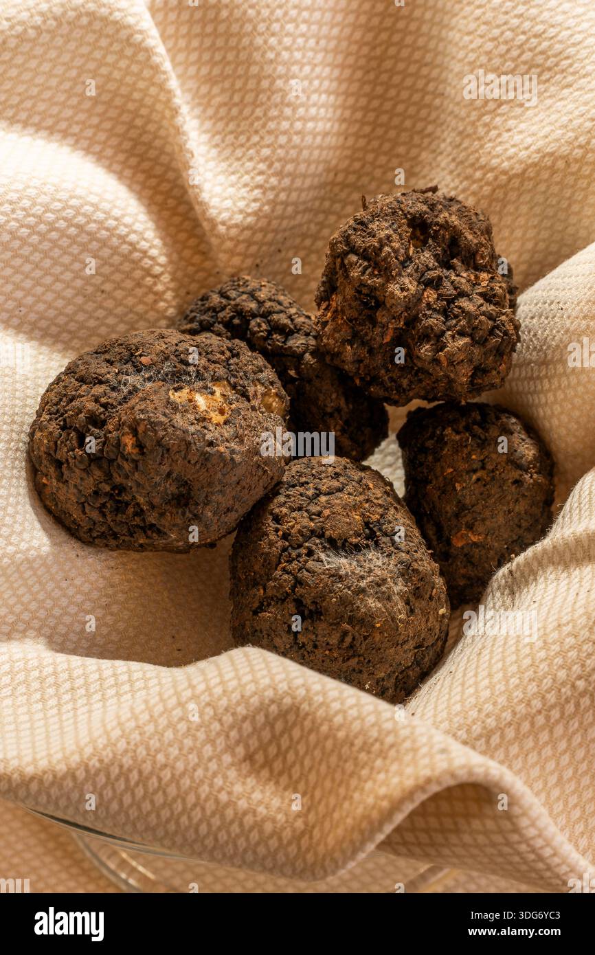 Black truffle, Montefiorino, Modena, Emilia-Romagna, Italy Stock Photo