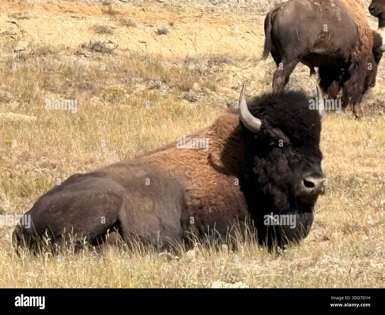 American bison buffalo theodore roosevelt hi-res stock photography and ...