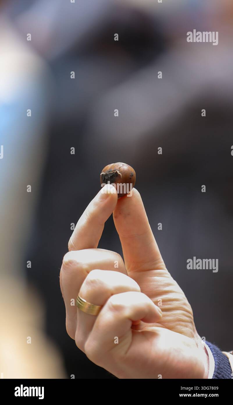 Hand Holding Single Chestnut with Shallow Depth of Field Stock Photo