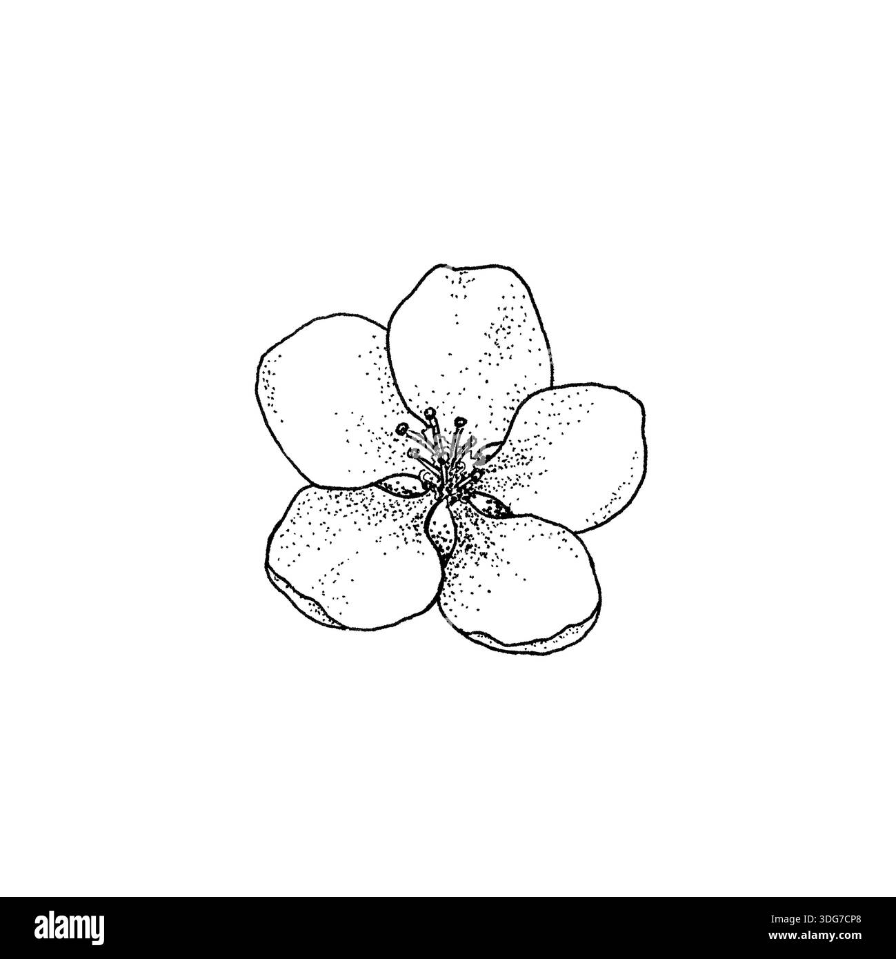 Graphic apple blossom isolated on white background. Hand drawn outline ...