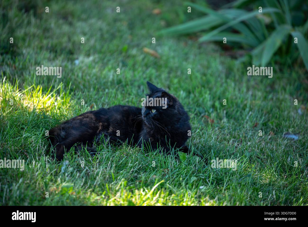 Black cat lying on grass hi-res stock photography and images - Alamy