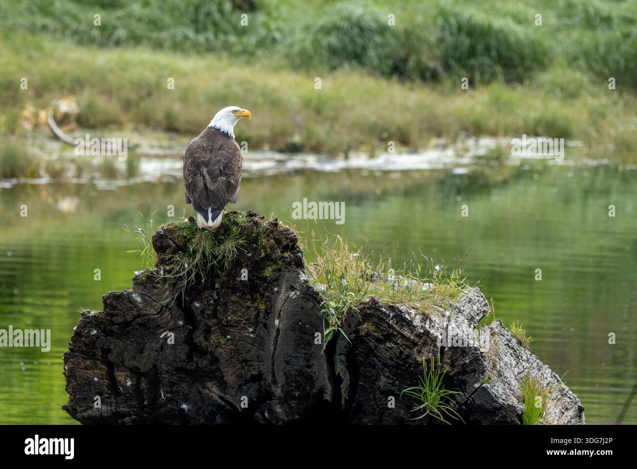 Bald eagle habitat hi-res stock photography and images - Alamy