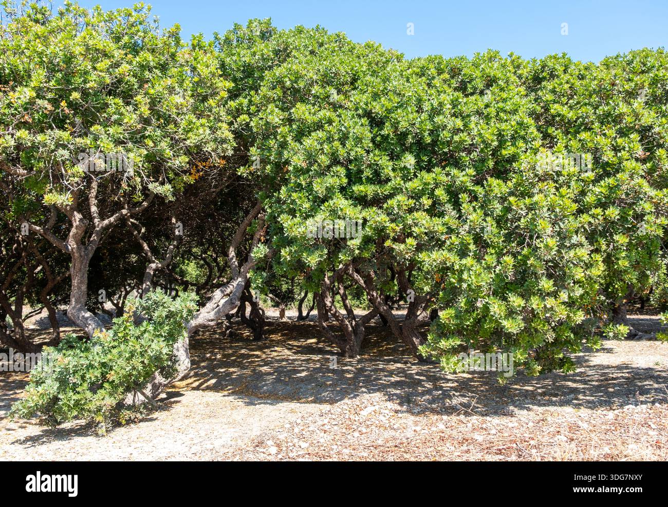 Mastic gum tree at Chios island, Greece. Pistachia lentiscus or lentisk  shrub cultivated for aromatic resin, mastiha tears Stock Photo - Alamy