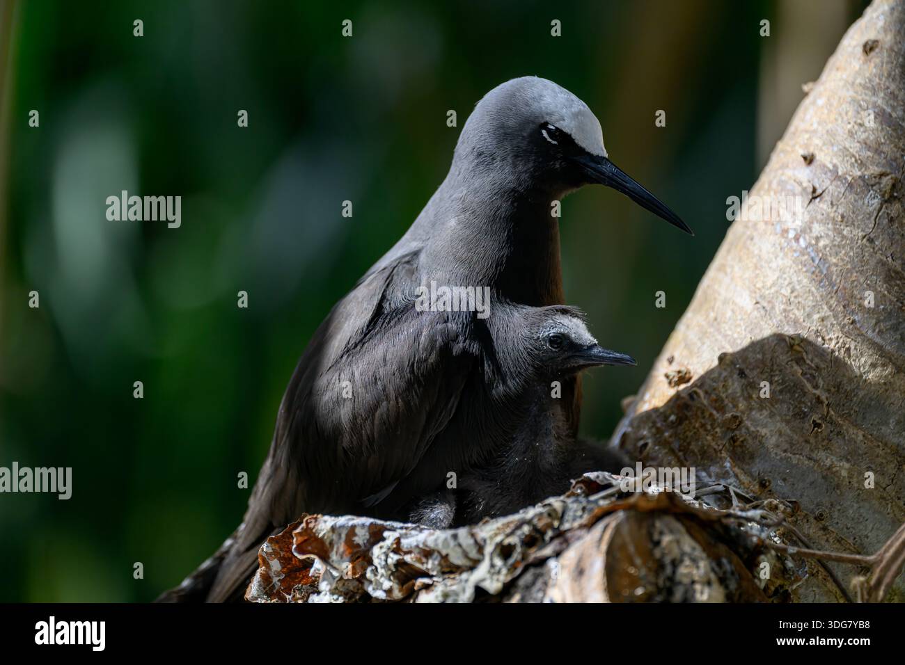 Lesser Noddiesnesting A Black Noddy (Anous minutus) and chick on its nest on Lady Elliot ...