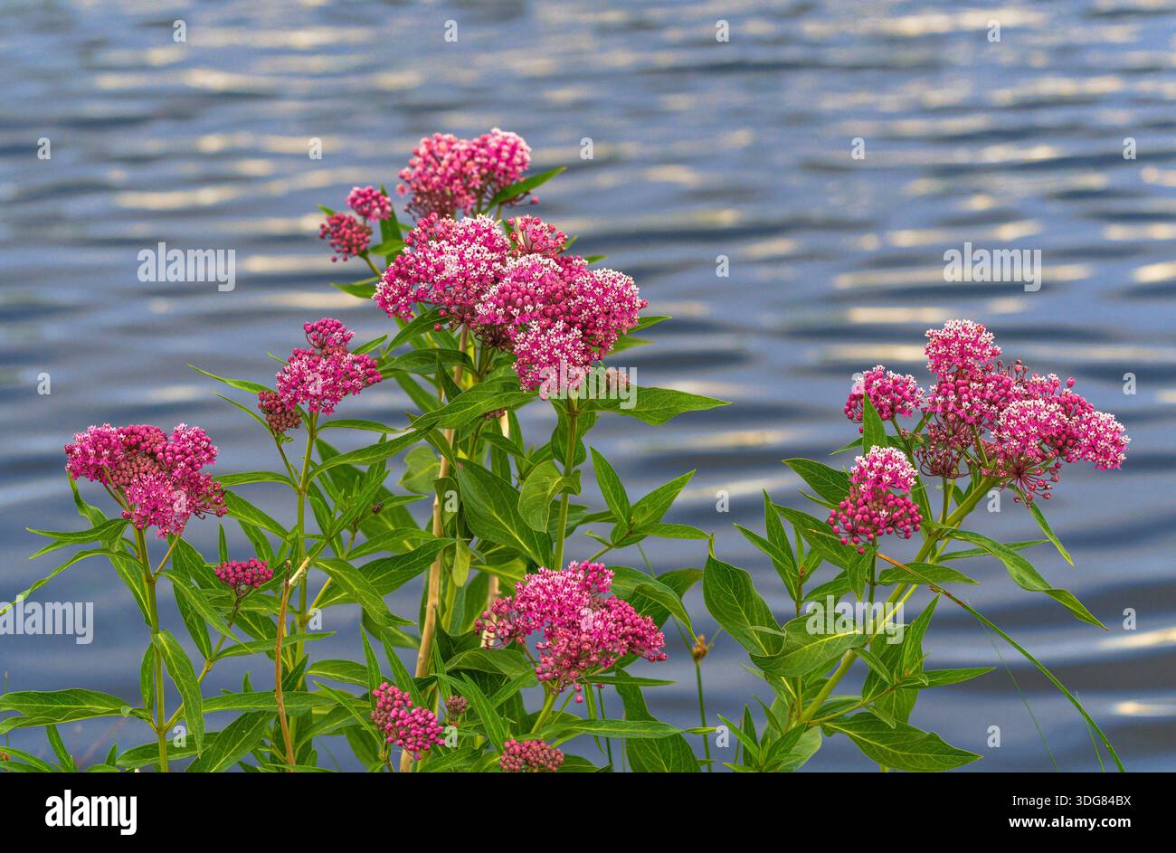 A beautiful large specimen of a Swamp Milkweed plant (Asclepias incarnata) full of vibrant pink flowers growing by a lake in the Summertime. Stock Photo