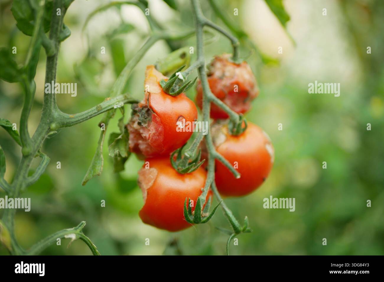 Rotten Phytophthora infectants tomato Solanum lycopersicum late blight ...