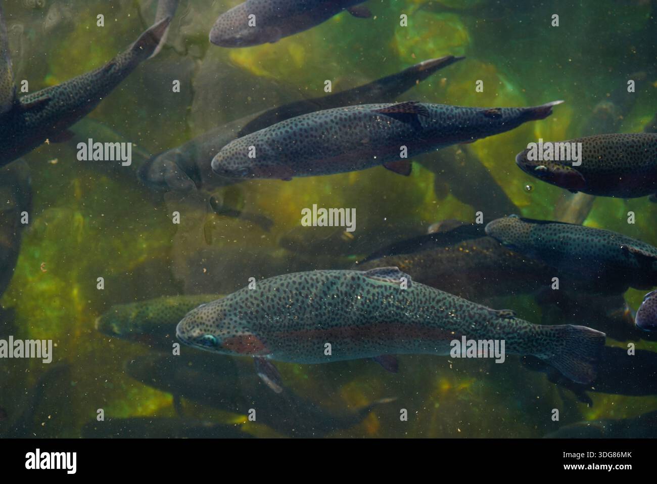 Banco de animales hi-res stock photography and images - Alamy