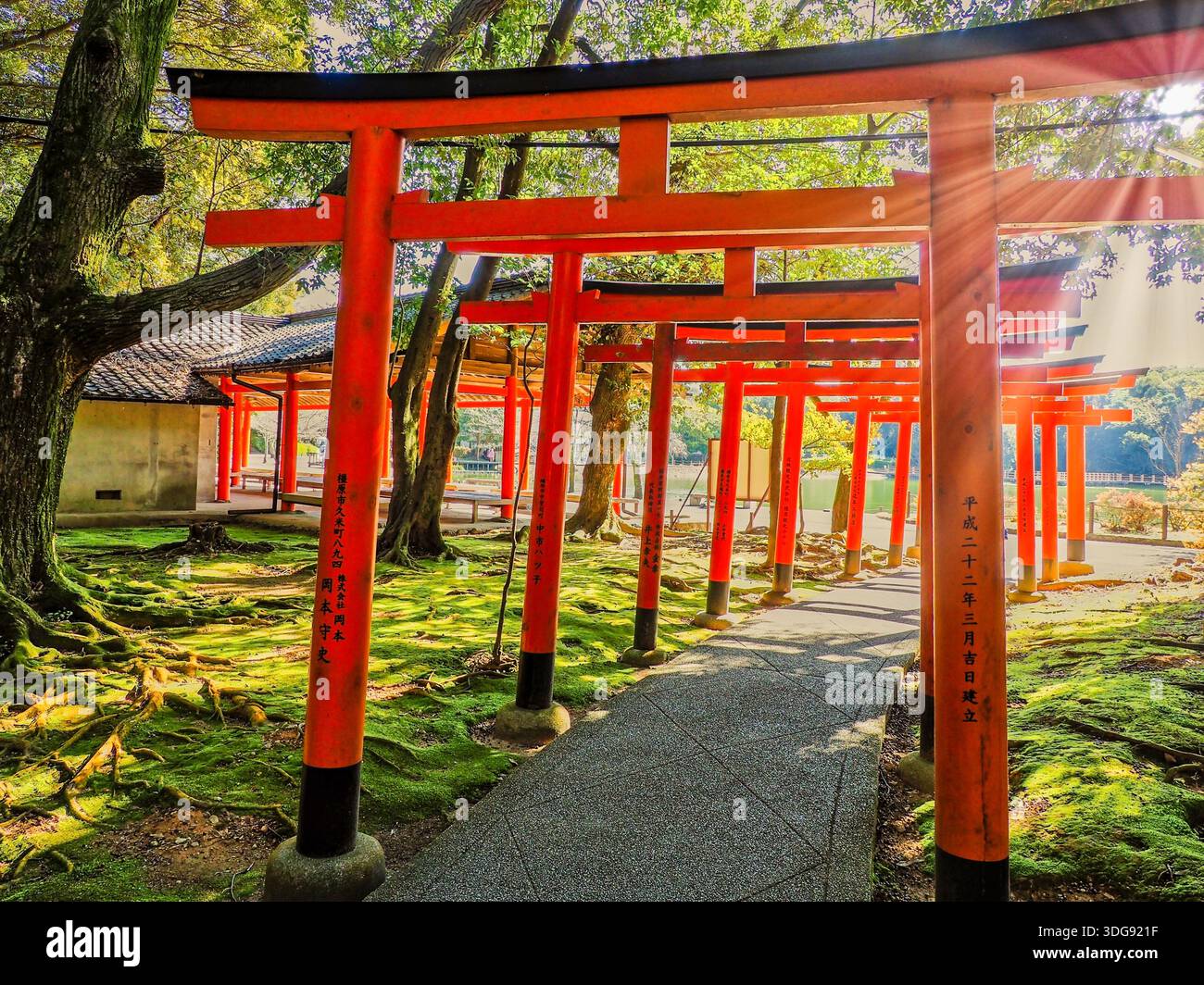 Sun rays shine through the forest canopy onto the row of red torii ...