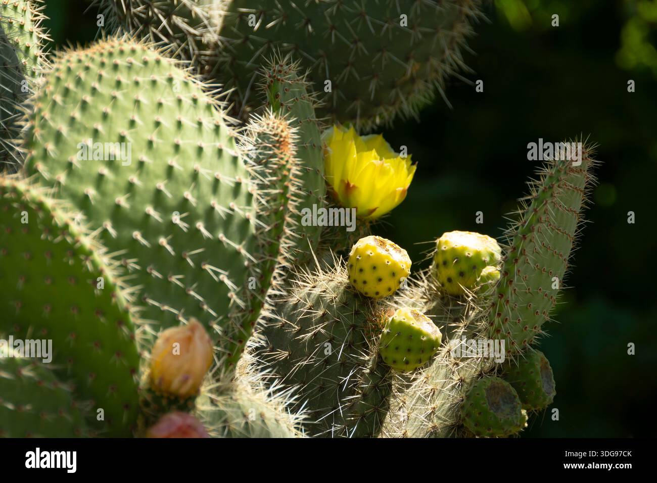 neon lights cactus Custom Made Neon Signs, Cactus Plant Neon Sign, LED Business Sign – AOOS main image 0