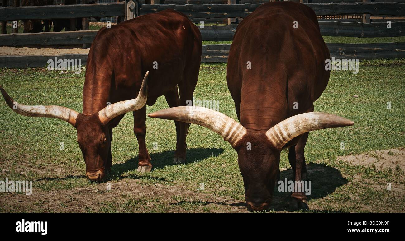 Large Cattle Grazing on Lush Green Pasture Under Sunlight Stock Photo ...