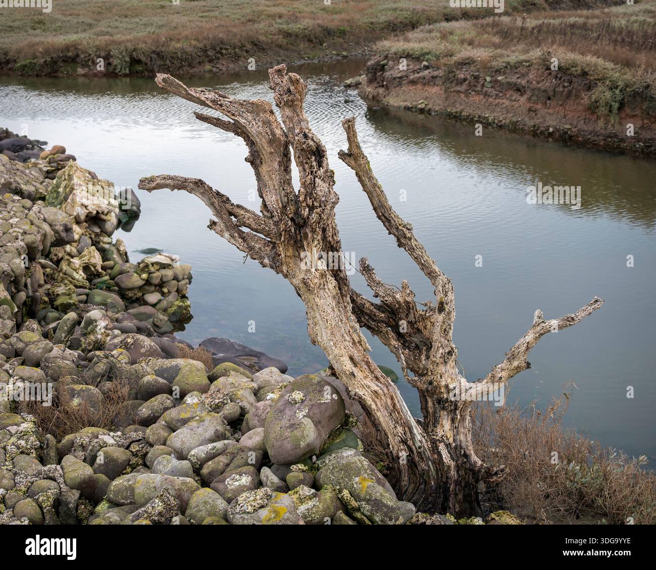 Tree Roots Collapsed Wall Dead tree collapsed stone hi-res stock photography and images - Alamy