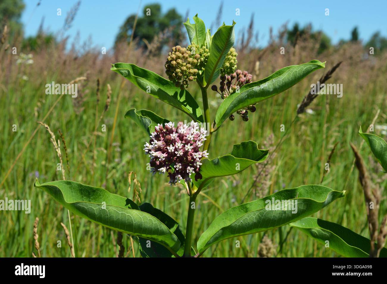 Asclepias syriaca, commonly called common milkweed, butterfly flower,  silkweed, silky swallow-wort, and Virginia silkweed, is a species of  flowering p Stock Photo - Alamy