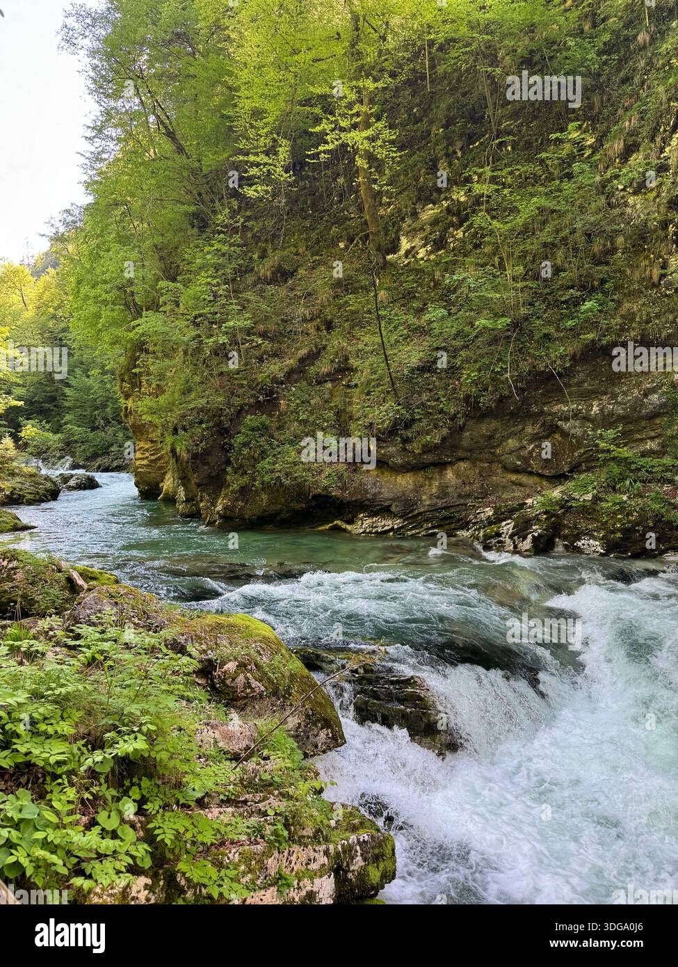 A fast-flowing river cuts through Slovenia’s lush forest canyon, cascading over mossy rocks and whitewater rapids - Smartphone Captured Stock Image