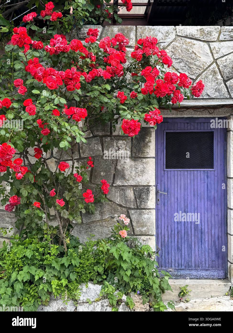 Vibrant stone wall with a purple wooden door framed by blooming red and pink roses, blending rustic architecture with lush garden charm - Smartphone Captured Stock Image