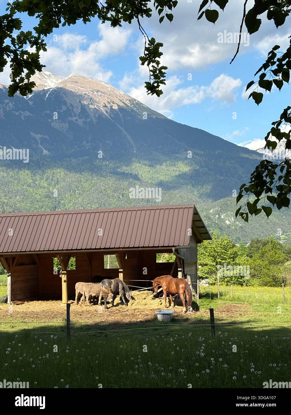 Donkeys and horses resting under shelter in alpine pasture with snow-capped mountain and forest backdrop - Smartphone Captured Stock Image