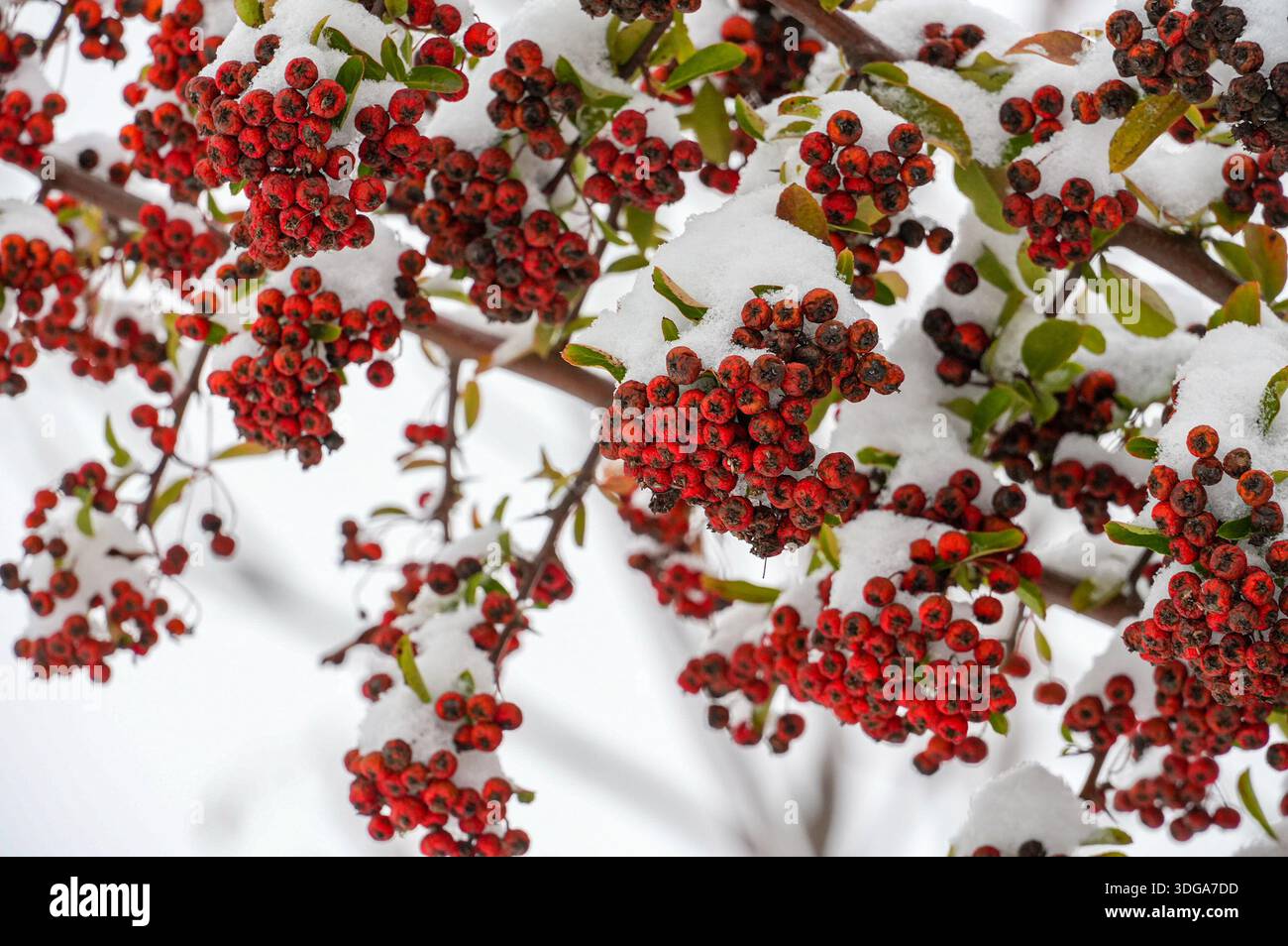 Snow on the red berries of Pyracantha coccinea in winter Stock Photo ...