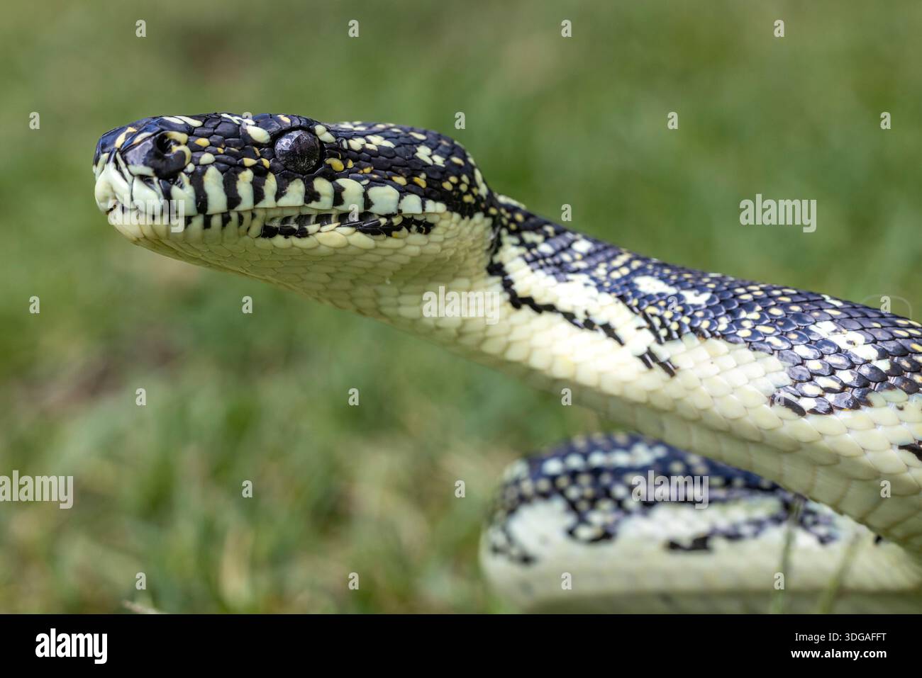 Close up of Australian Diamond Python Stock Photo