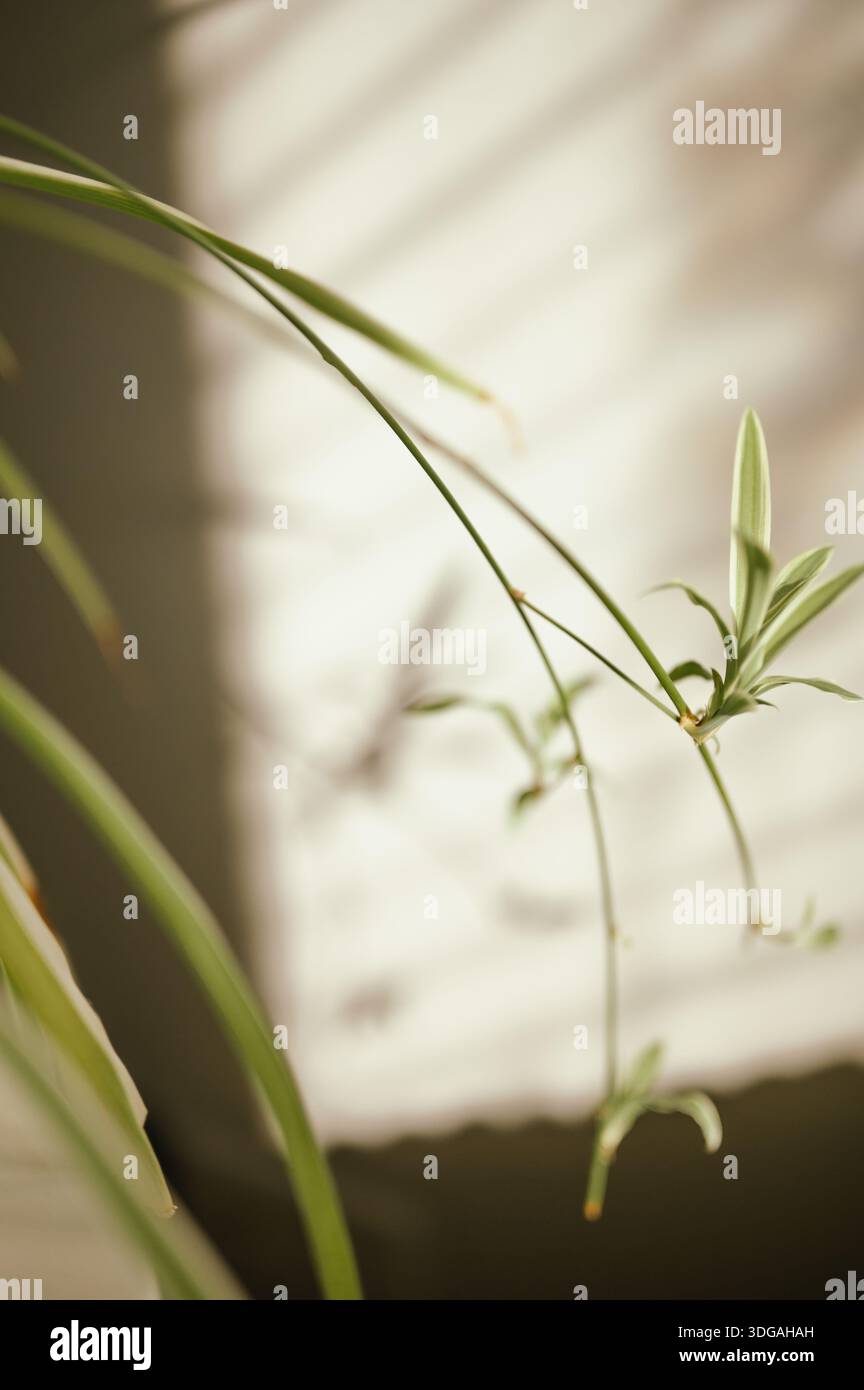 wildflowers seeds Organic Wildflower Seeds — 'Rainbow Blooms' main image 1