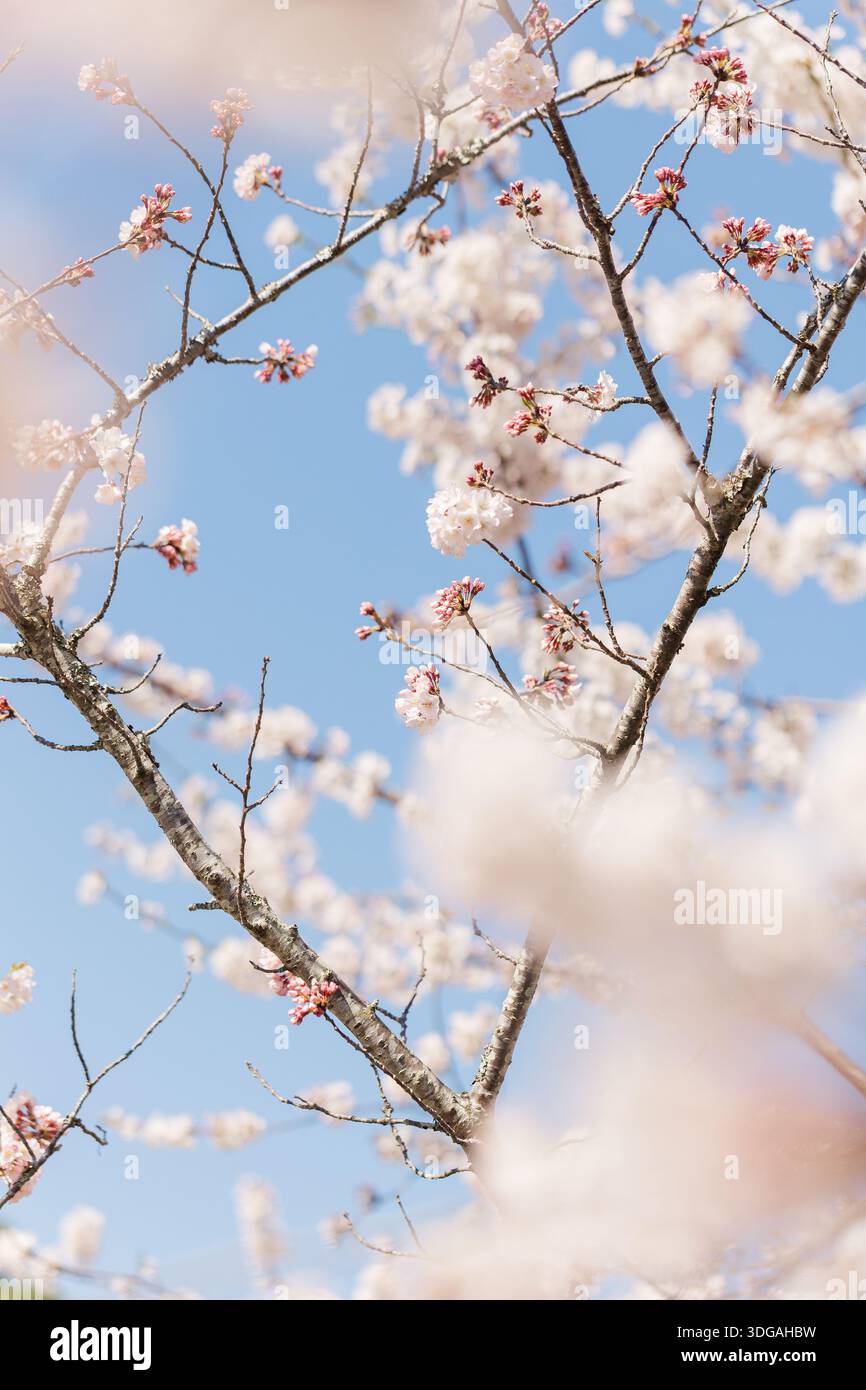 Pink cherry buds and white cherry blossoms on the branch Stock Photo