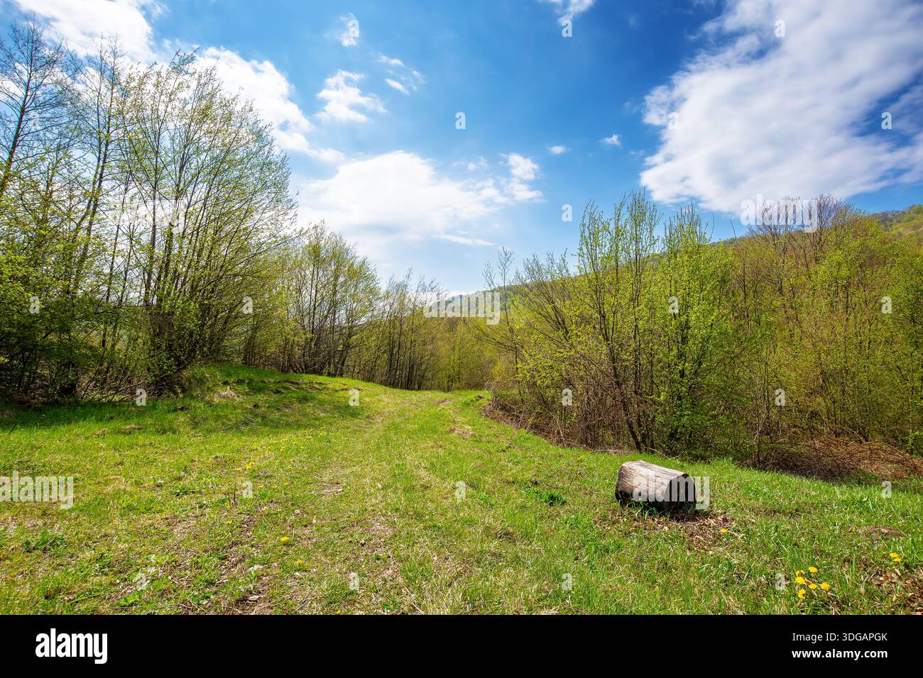 mountain landscape with green grass on a forest glade in spring. beautiful nature scenery with beech trees under blue sky. travel destination and scen Stock Photo