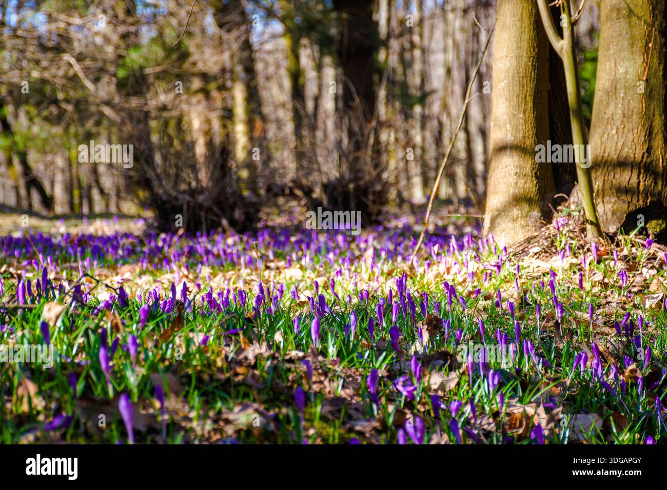 many purple crocus flowers blooming in the forest. nature background of berezynka park in transcarpathia, europe. beautiful landscape in early spring. Stock Photo
