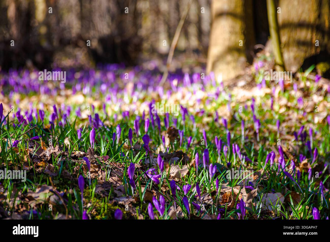 many purple crocus flowers blooming in the forest. nature background of berezynka park in transcarpathia, europe. beautiful landscape in early spring. Stock Photo