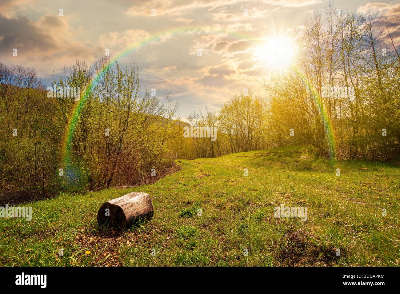 mountain landscape with green grass on a forest glade in spring at sunset. beautiful nature scenery with beech trees under blue sky in evening light. Stock Photo