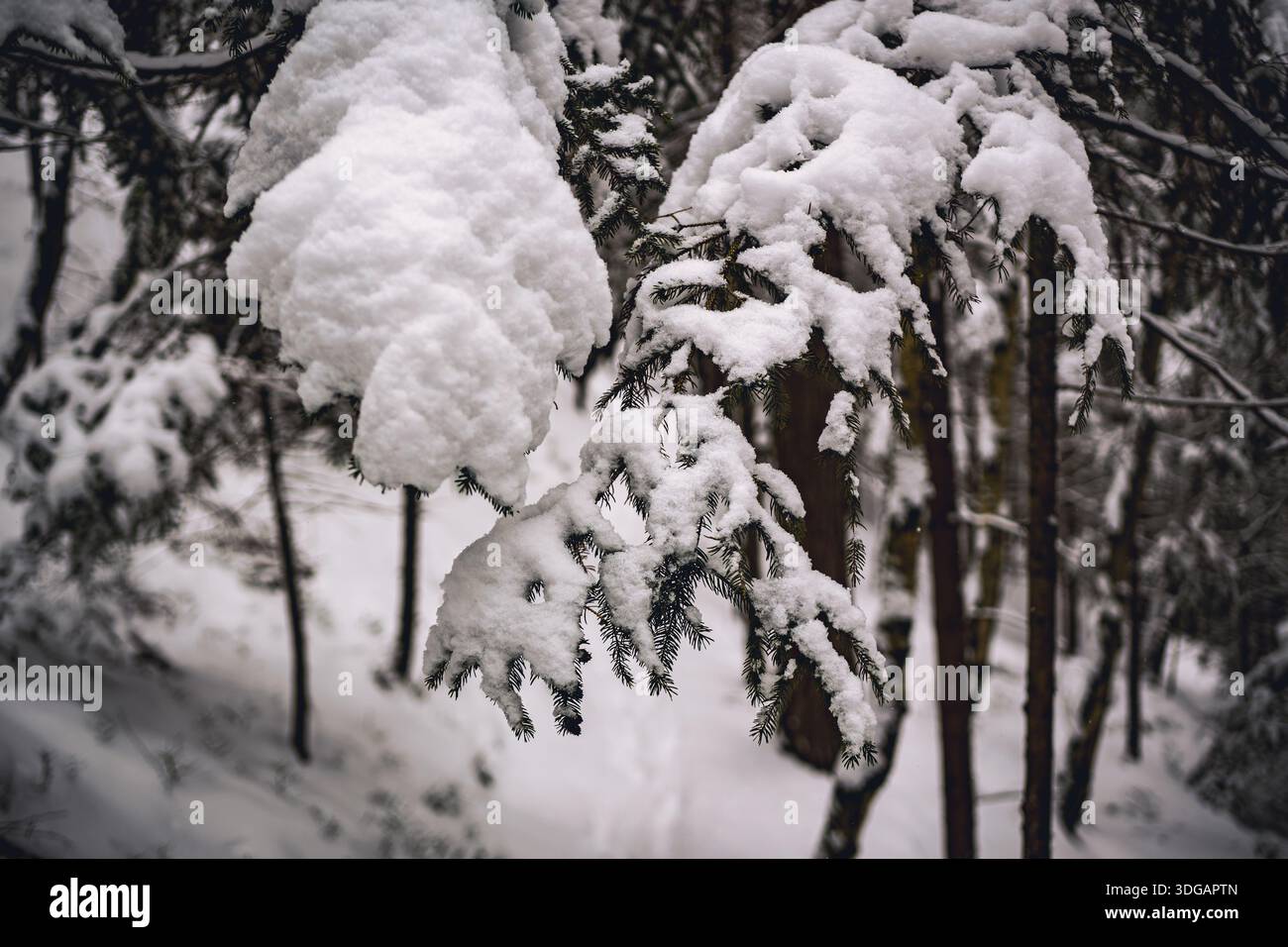 Snow Covered Evergreen Branches in Winter Forest Stock Photo