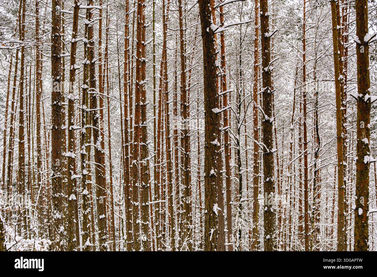 Dense Pine Forest with Tall Tree Trunks in Winter Landscape Stock Photo