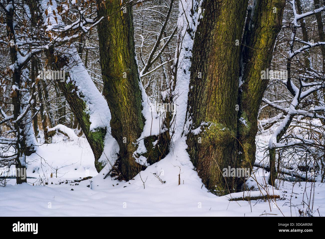 Snow Covered Tree Trunks with Moss in a Winter Forest Stock Photo
