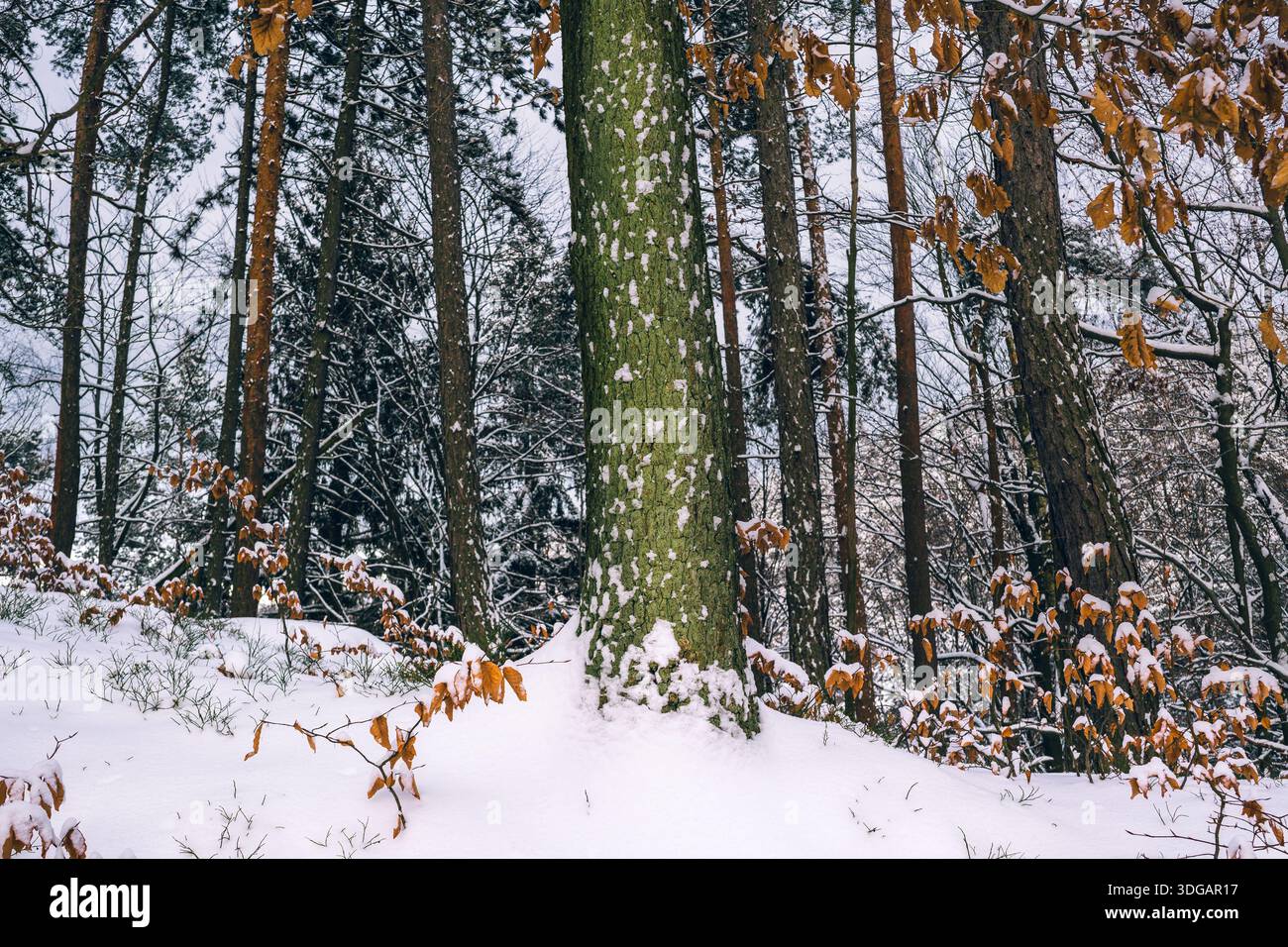 Snow Covered Tree Trunks with Moss in a Winter Forest Stock Photo