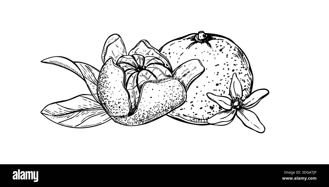 Clementine vector vectors Black and White Stock Photos & Images