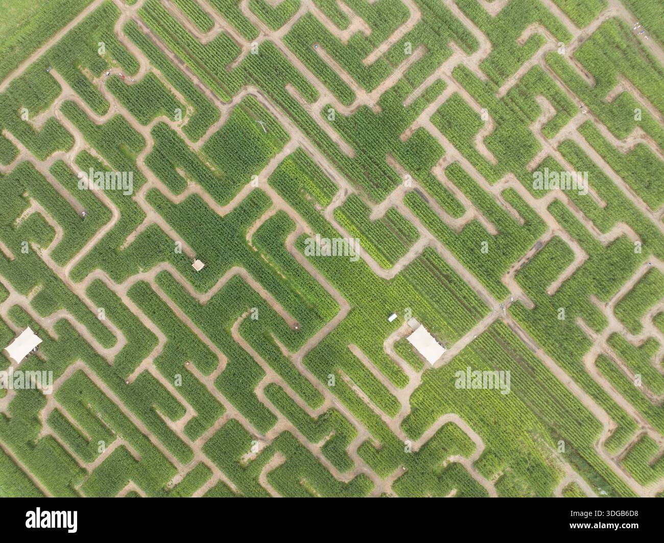 Corn maze labyrinth aerial view with complex paths Stock Photo - Alamy