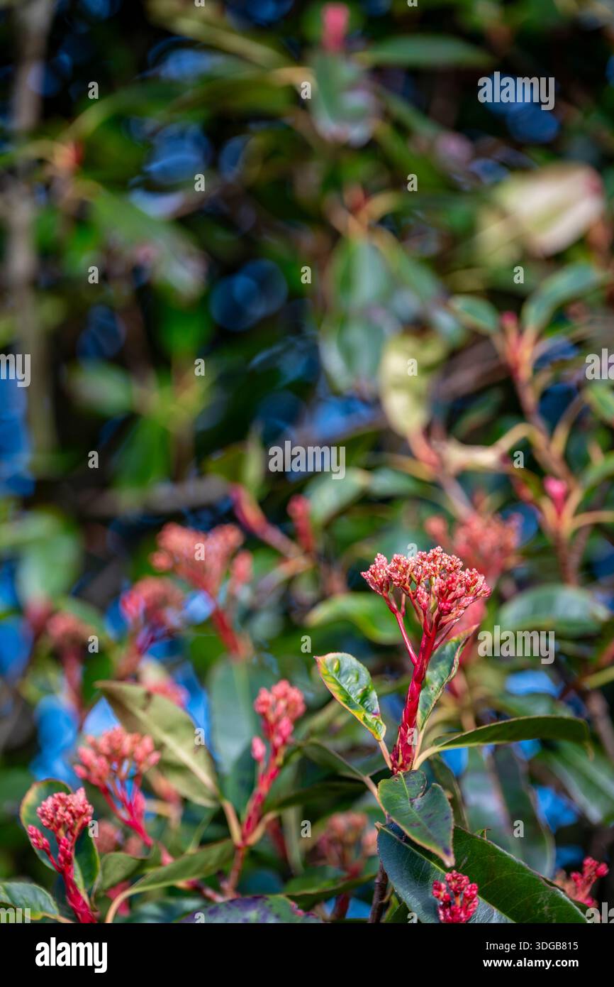 abelia edward goucher plant Abelia g. Edward Goucher 2gal main image 1