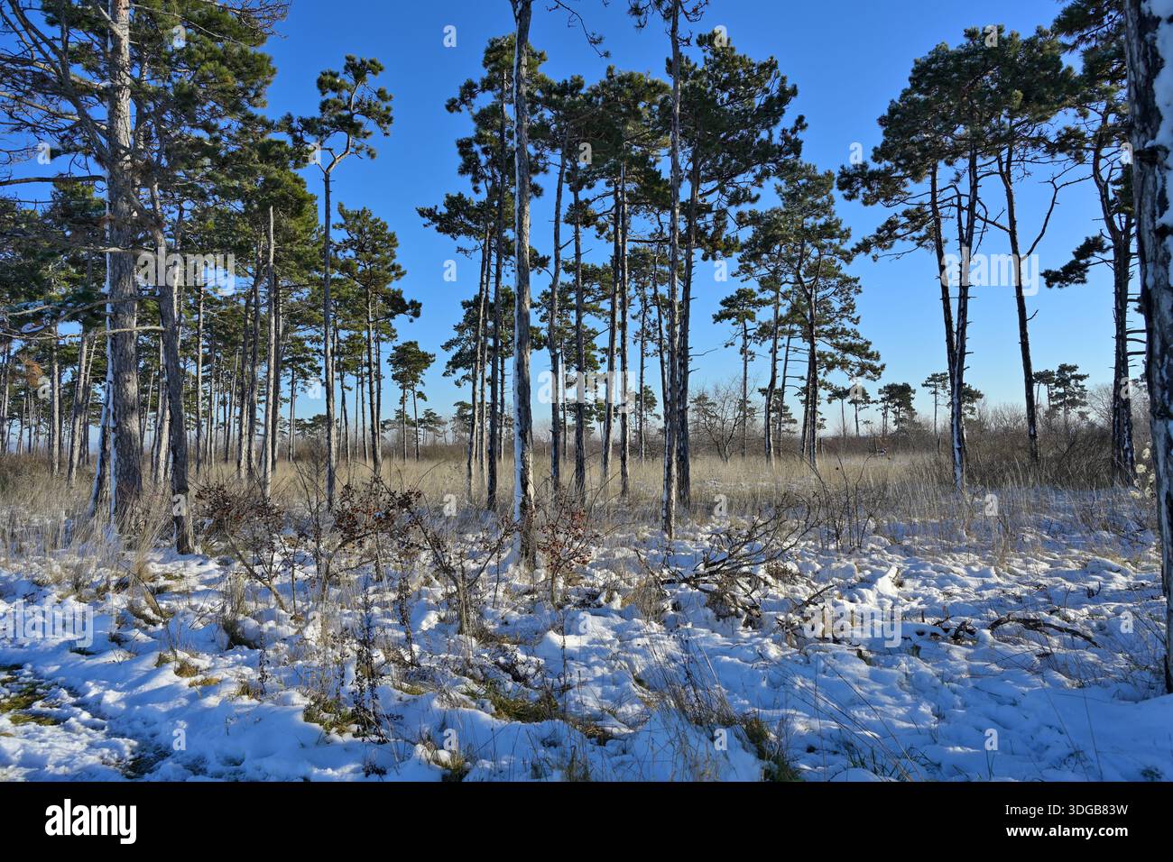 Winter pine forest creating serene snowy landscape. Stock Photo