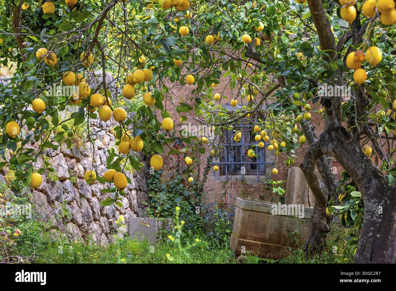 Ripe yellow lemons hanging from tree branches in a garden by an old house, Soller, Mallorca, Spain Stock Photo