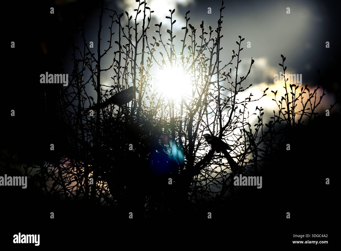 Fine art silhouette of two Magpies perched in a budding bush, backlit ...