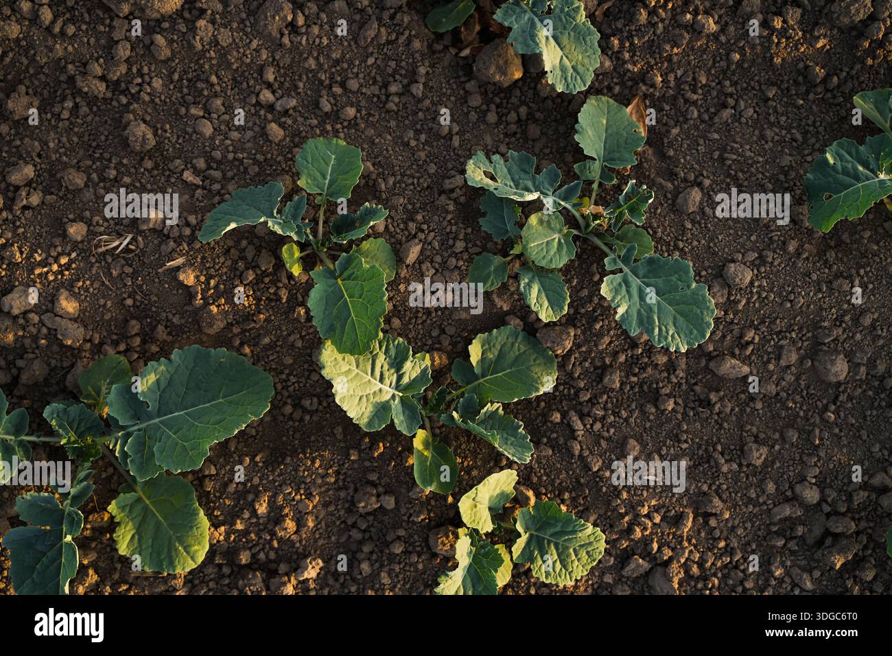 Growing Rapeseed Top view of young rapeseed seedlings growing in fertile soil ...