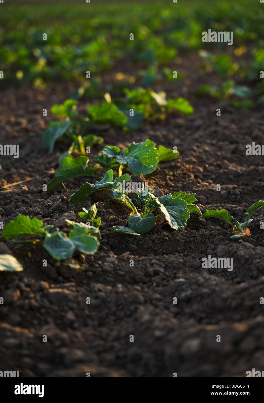 Growing Rapeseed Low perspective shot of fresh rapeseed seedlings growing in cultivated ...