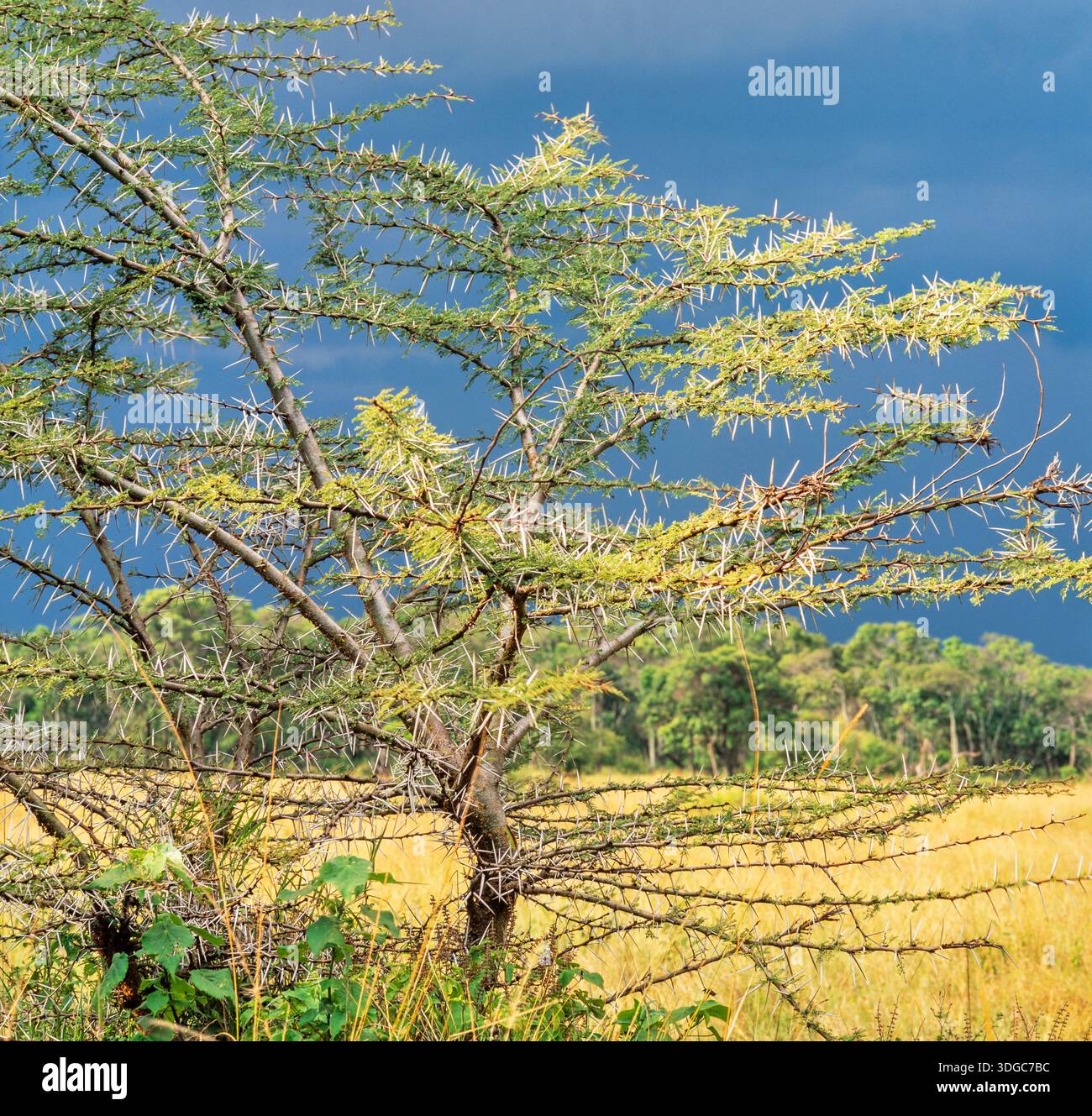 Akacia tree hi-res stock photography and images - Alamy