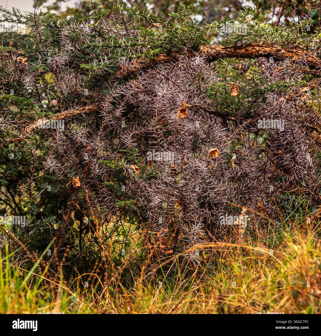Akacia tree hi-res stock photography and images - Alamy