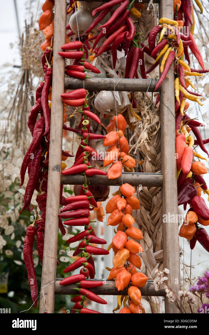 Various chilli and other peppers being dried up a ladder Stock Photo