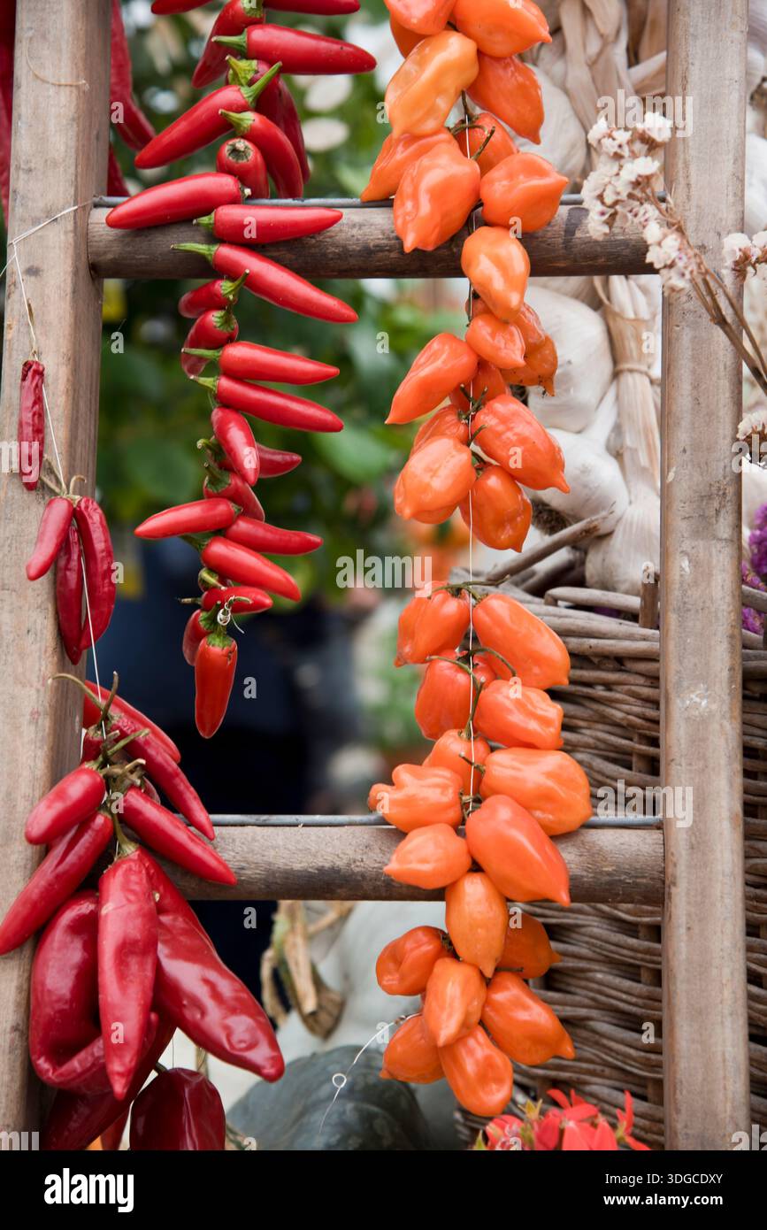 Various chilli and other peppers being dried up a ladder Stock Photo