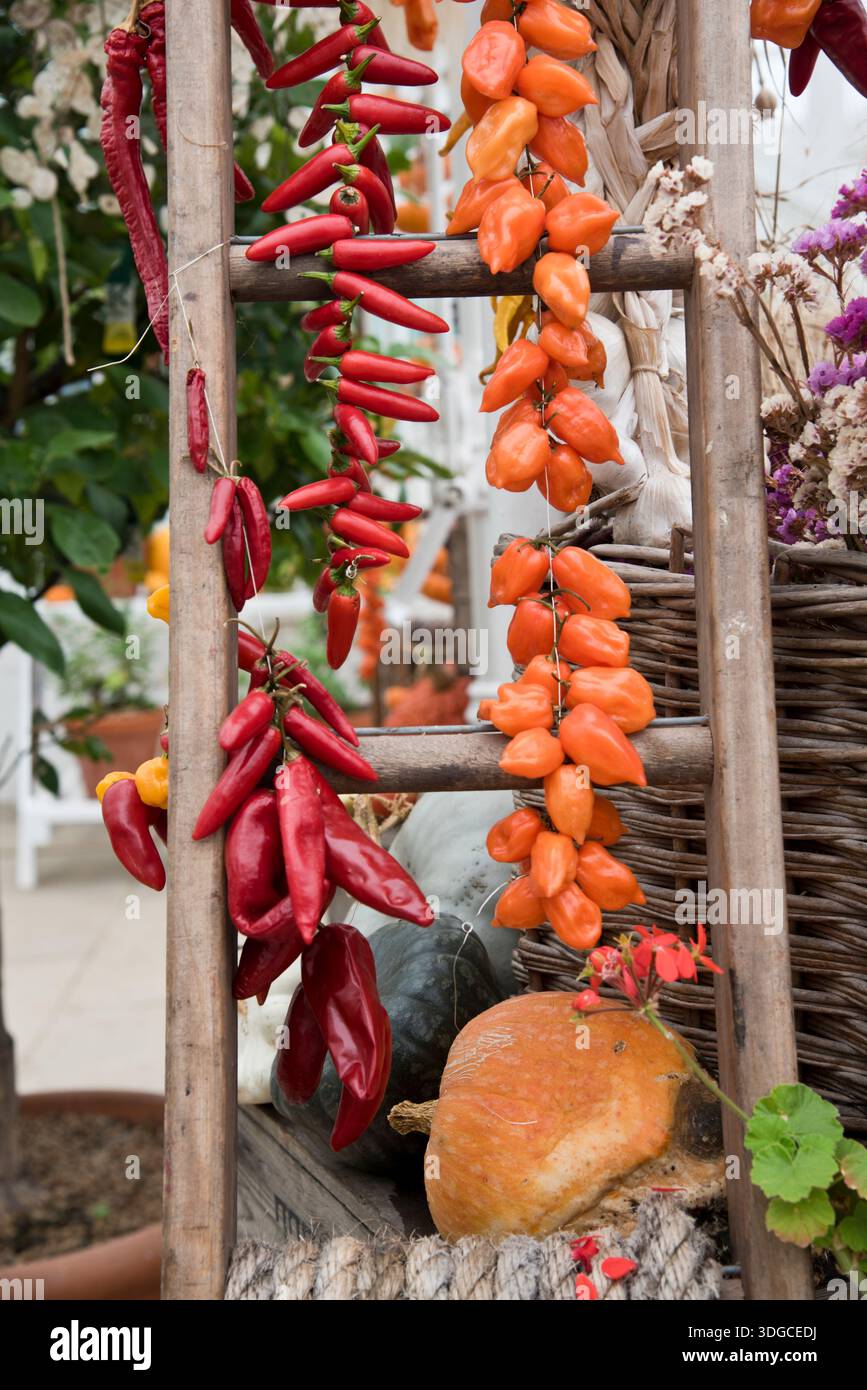Various chilli and other peppers being dried up a ladder Stock Photo