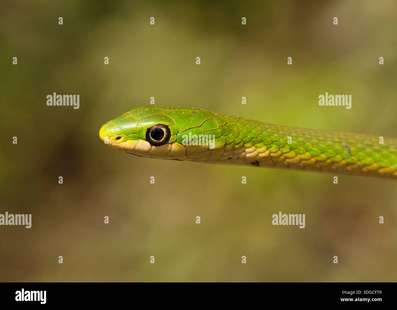 Rough green snake (Opheodrys aestivus) raising its head in a defensive display on Hog Island in Mount Pleasant, South Carolina, spring. Stock Photo