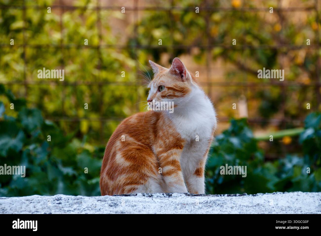 Common cat in a garden in Agaete, Gran Canaria Stock Photo