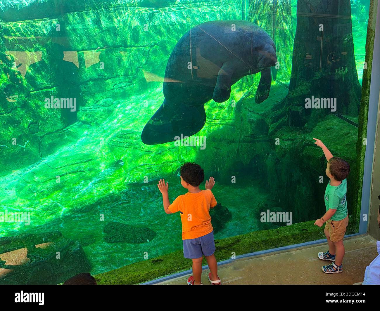 North American manatee on display at the Mote Science Education Aquarium (Mote SEA) is a world-class, facility dedicated to marine science, education, Stock Photo